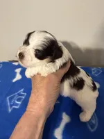 Akc toy buddy, a male Miniature Schnauzer for sale in Canton, GA – Photo 5 of 6