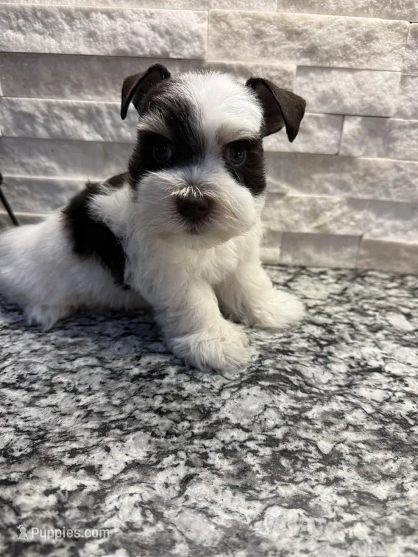 Akc toy buddy – Miniature Schnauzer puppy for sale in Canton, GA