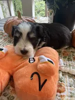 toy Brady, a male Miniature Schnauzer for sale in Canton, GA – 6 of 6