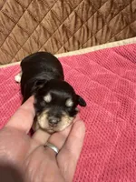 toy Jazzy Girl, a female Miniature Schnauzer for sale in Canton, GA – 4 of 7