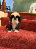 Pande, a female Shih Tzu for sale in Canton, GA – Photo 2 of 3