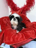 Pande, a female Shih Tzu for sale in Canton, GA – Photo 1 of 3