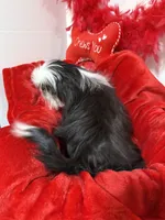 Pande, a female Shih Tzu for sale in Canton, GA – Photo 3 of 3