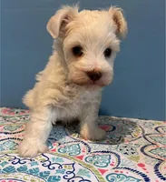 toy marshmellow male, a male Miniature Schnauzer for sale in Canton, GA – Photo 6 of 6