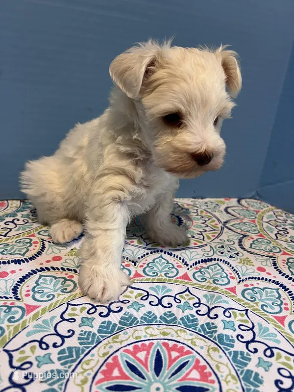 toy marshmellow male