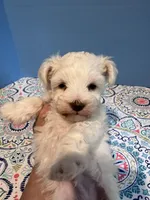 toy marshmellow male, a male Miniature Schnauzer for sale in Canton, GA – Photo 4 of 6