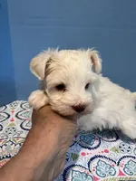 toy marshmellow male, a male Miniature Schnauzer for sale in Canton, GA – Photo 5 of 6