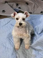 toy marshmellow male, a male Miniature Schnauzer for sale in Canton, GA – Photo 3 of 6