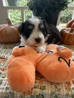 toy Brady, a male Miniature Schnauzer for sale in Canton, GA – 5 of 6