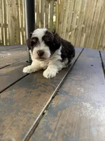 toy Simon, a male Miniature Schnauzer for sale in Canton, GA – 5 of 6