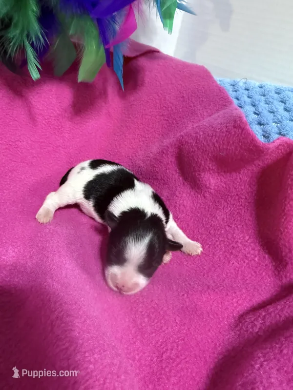 toy Agnus – Miniature Schnauzer puppy for sale in Canton, GA