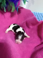 toy Agnus, a female Miniature Schnauzer for sale in Canton, GA – Photo 1 of 3