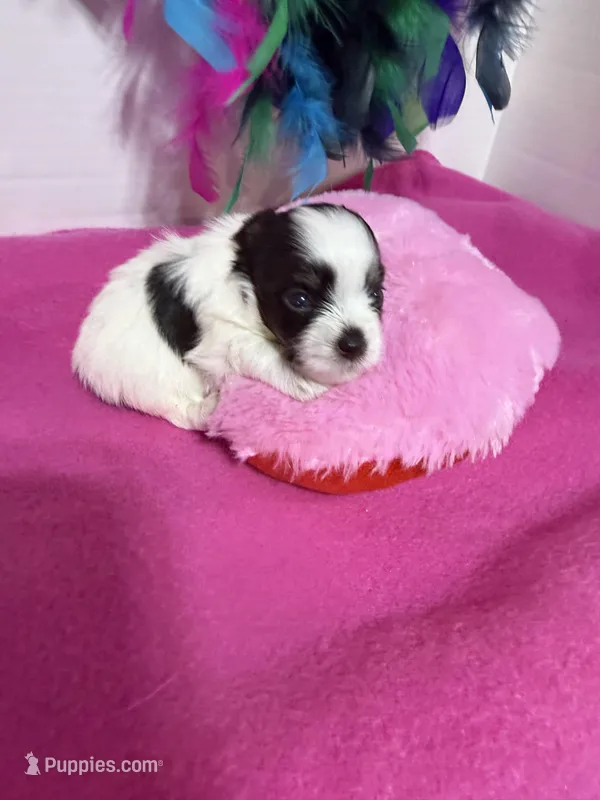 toy Agnus – Miniature Schnauzer puppy for sale in Canton, GA