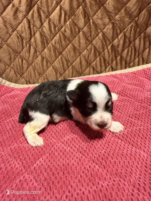 toy Bella – Miniature Schnauzer puppy for sale in Canton, GA
