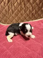 toy Bella, a female Miniature Schnauzer for sale in Canton, GA – 1 of 5