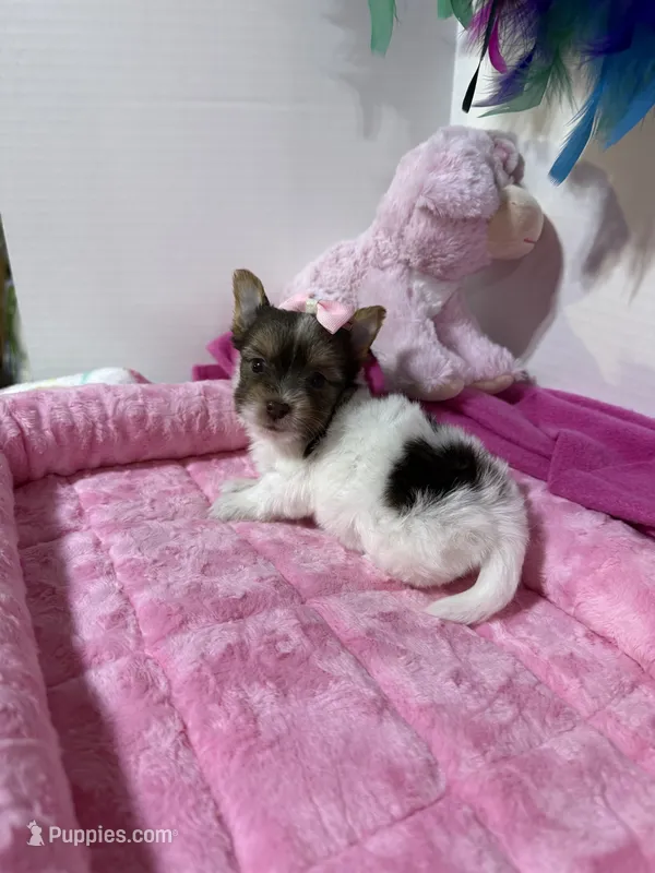 tiny tiny Jasmin – Biewer puppy for sale in Canton, GA