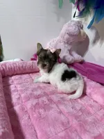 tiny tiny Jasmin, a female Biewer for sale in Canton, GA – 1 of 5
