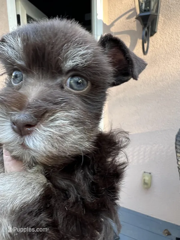 toy Casey girl, a female Miniature Schnauzer for sale in Canton, GA – Photo 1 of 6