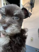 toy Casey girl, a female Miniature Schnauzer for sale in Canton, GA – Photo 1 of 6