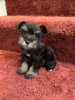 toy Casey girl, a female Miniature Schnauzer for sale in Canton, GA – Photo 6 of 6