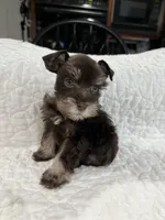 toy Casey girl, a female Miniature Schnauzer for sale in Canton, GA – Photo 3 of 6