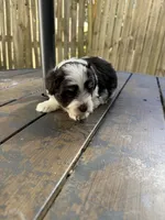 toy Simon, a male Miniature Schnauzer for sale in Canton, GA – 4 of 6