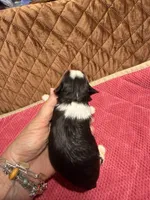 toy Bella, a female Miniature Schnauzer for sale in Canton, GA – 2 of 5