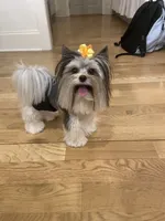 tiny tiny Jasmin, a female Biewer for sale in Canton, GA – 2 of 5