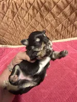 toy Jazzy Girl, a female Miniature Schnauzer for sale in Canton, GA – 7 of 7