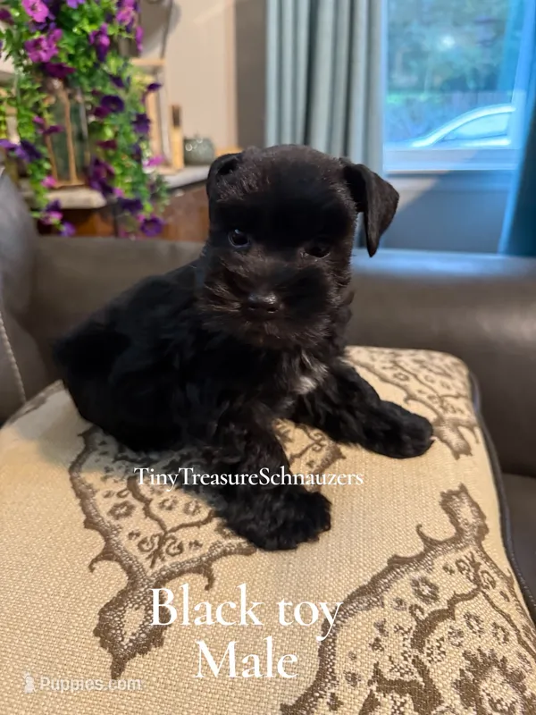 smalltoyCoal – Miniature Schnauzer puppy for sale in Canton, GA