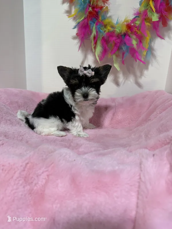 akc Bella, a female Biewer for sale in Canton, GA – Photo 1 of 3