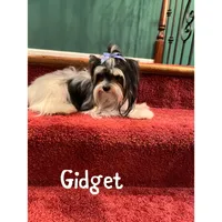 akc Bella, a female Biewer for sale in Canton, GA – Photo 2 of 3