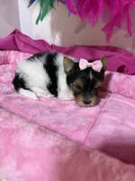 Tiny Daisy, a female Biewer for sale in Canton, GA – 3 of 5