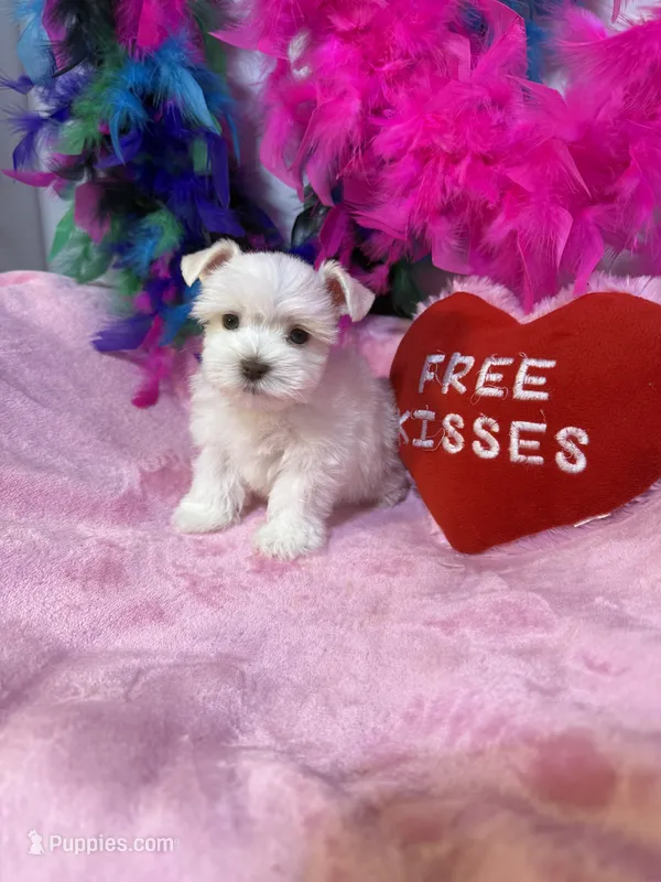 tcup/toy shelly – Miniature Schnauzer puppy for sale in Canton, GA