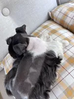 toy Bella, a female Miniature Schnauzer for sale in Canton, GA – Photo 6 of 7