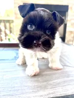 toy Bella, a female Miniature Schnauzer for sale in Canton, GA – Photo 5 of 7