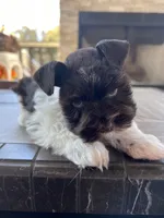 toy Bella, a female Miniature Schnauzer for sale in Canton, GA – Photo 4 of 7