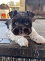 toy Bella, a female Miniature Schnauzer for sale in Canton, GA – Photo 1 of 7