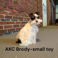 tiny toy Davy, a male Miniature Schnauzer for sale in Canton, GA – 4 of 5