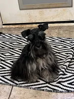 tiny toy jasper, a male Miniature Schnauzer for sale in Canton, GA – 6 of 6