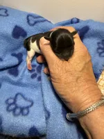 tiny toy jasper, a male Miniature Schnauzer for sale in Canton, GA – 4 of 6