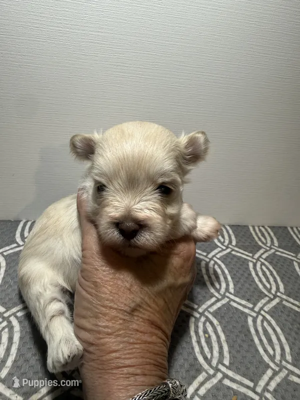 tiny toy snowball – Miniature Schnauzer puppy for sale in Canton, GA