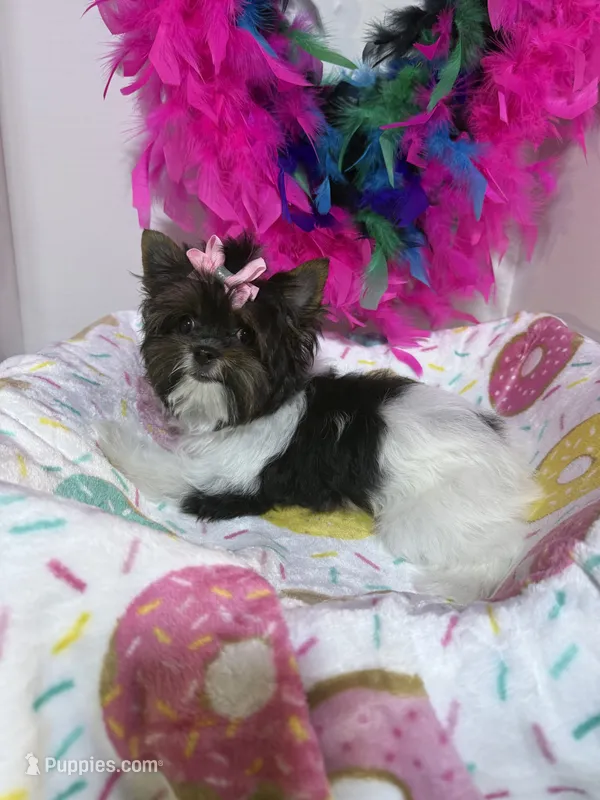 akc tiny Abbie – Biewer puppy for sale in Canton, GA