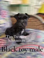 AKCsmalltoyCoal, a male Miniature Schnauzer for sale in Canton, GA – 8 of 10
