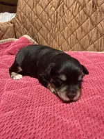 toy Jazzy Girl, a female Miniature Schnauzer for sale in Canton, GA – 6 of 7