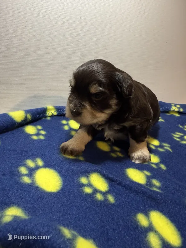 toy Jazzy Girl – Miniature Schnauzer puppy for sale in Canton, GA