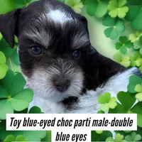 toy Davie blue eyes, a male Miniature Schnauzer for sale in Canton, GA – Photo 5 of 6