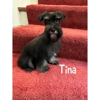toy Davie blue eyes, a male Miniature Schnauzer for sale in Canton, GA – Photo 2 of 6