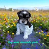 toy Davie blue eyes, a male Miniature Schnauzer for sale in Canton, GA – Photo 1 of 6