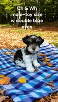 toy Davie blue eyes, a male Miniature Schnauzer for sale in Canton, GA – Photo 6 of 6
